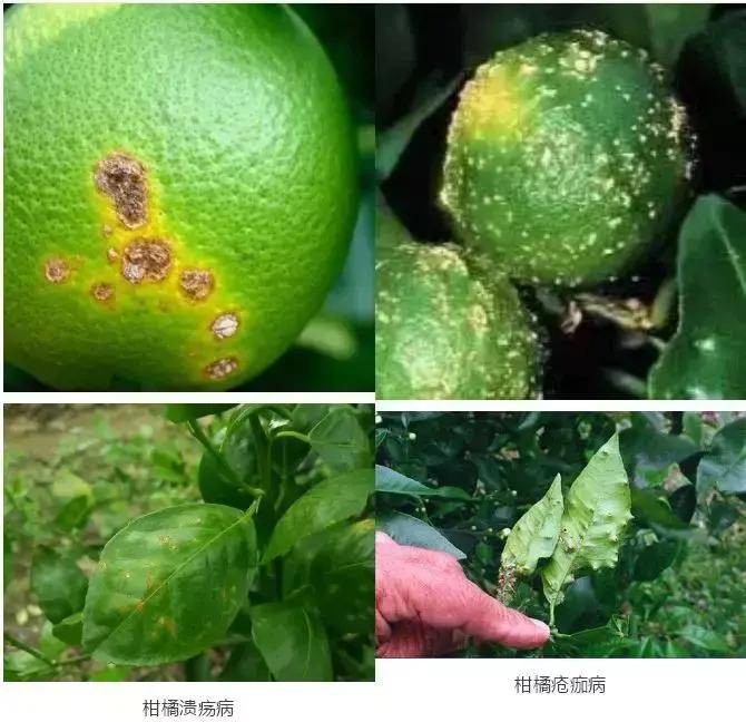 柑橘病害篇之疮痂病_发病_幼果_防治