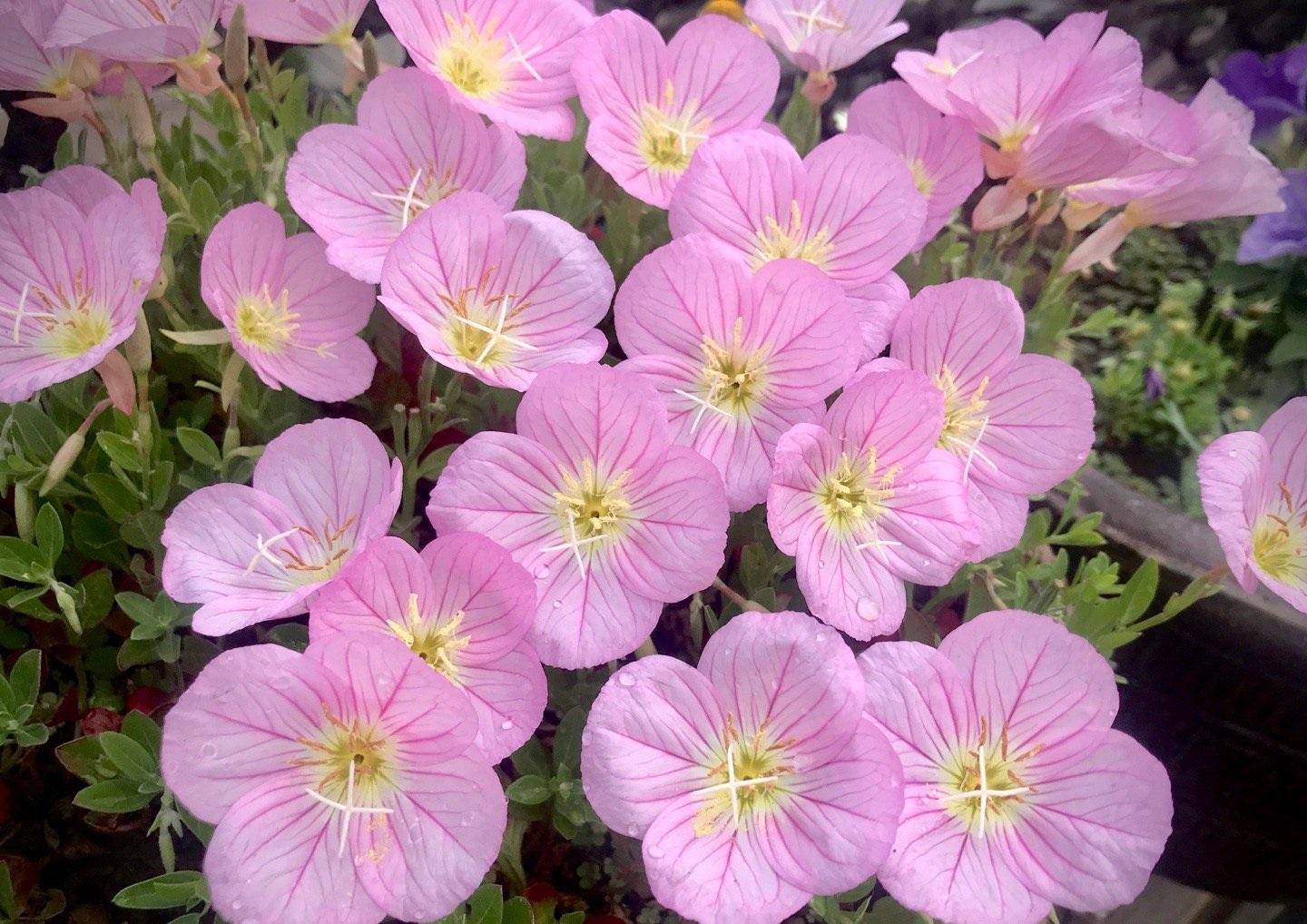 养花就选"美丽月见草",庭院变花海,赏花大半年_种植_植物_开花