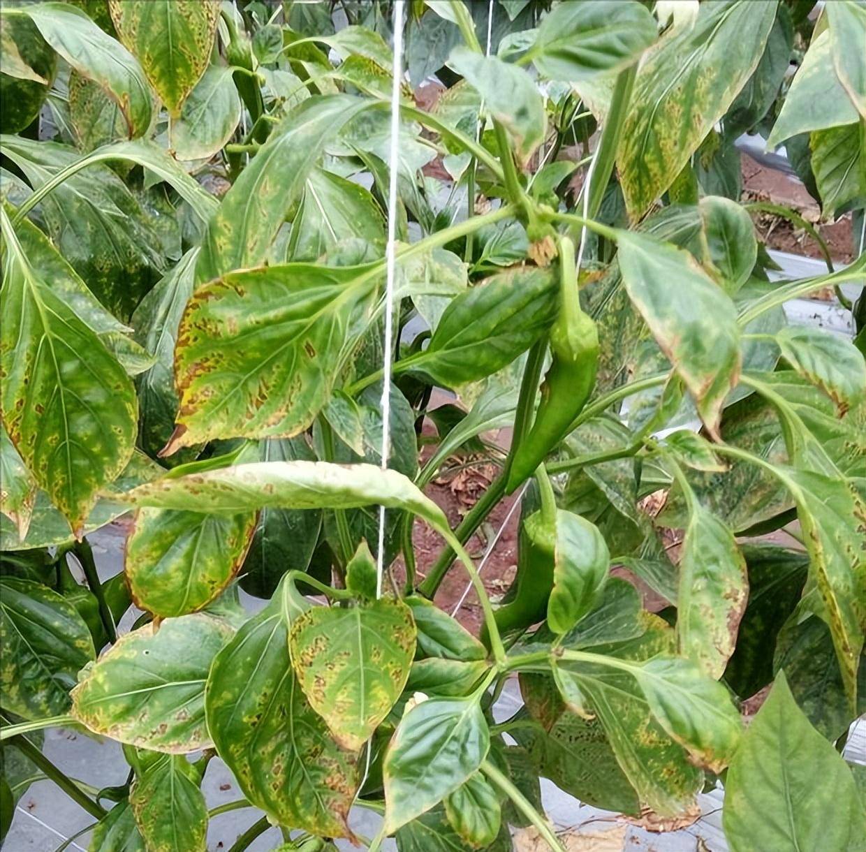 辣椒黄叶都是哪些原因造成的,如何防治?