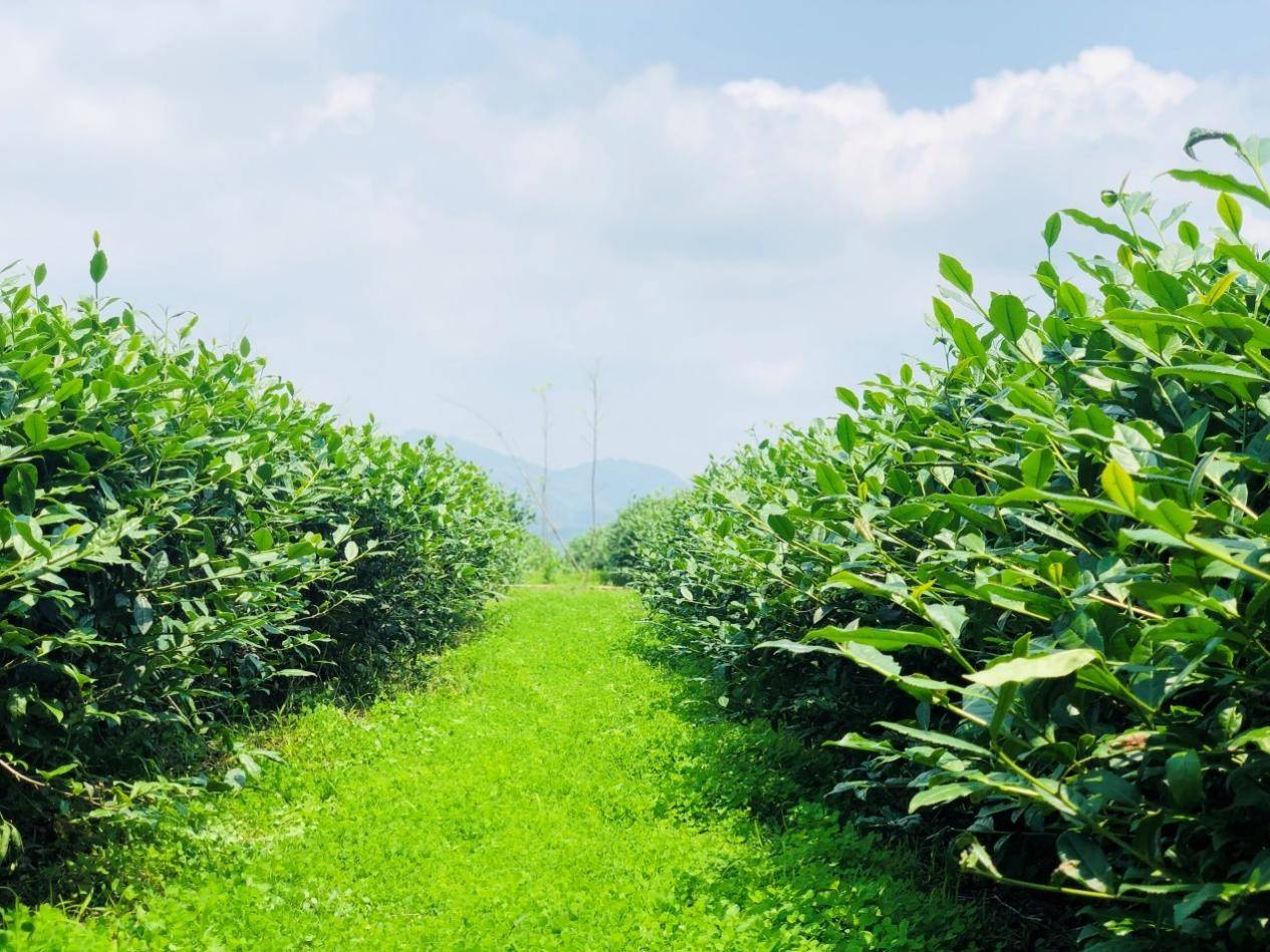 乌龙茶非遗传承人刘金龙:铁了心做好传统铁观音_茶园_茶叶_福建省安溪