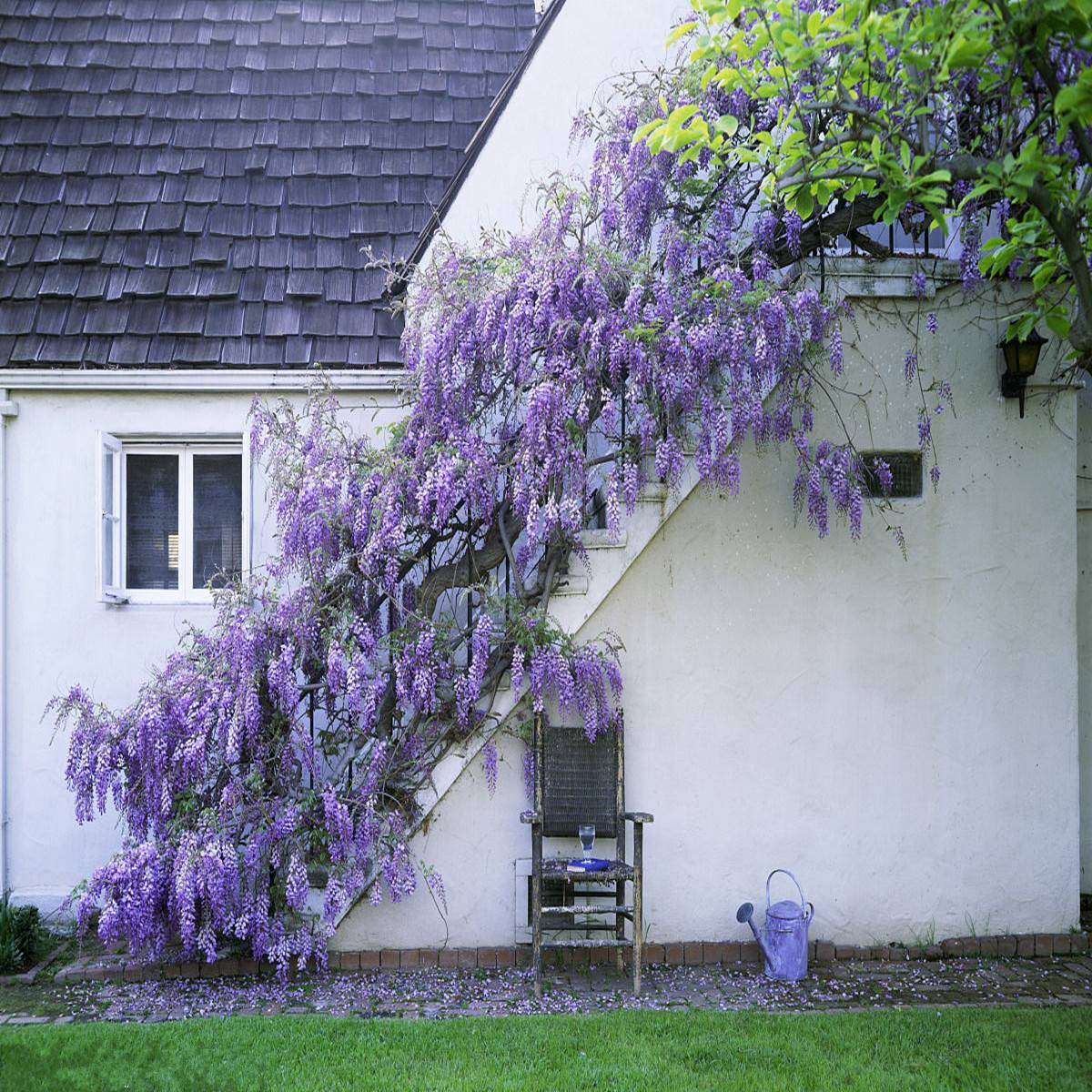 在国外,有寿命几百年的紫藤花长廊,春天开花及其浪漫梦幻,也成为世界