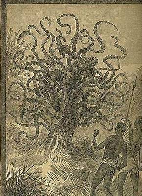 他曾亲眼目睹"食人树",但"食人树"真的存在吗?_植物_妇女_马达加斯加