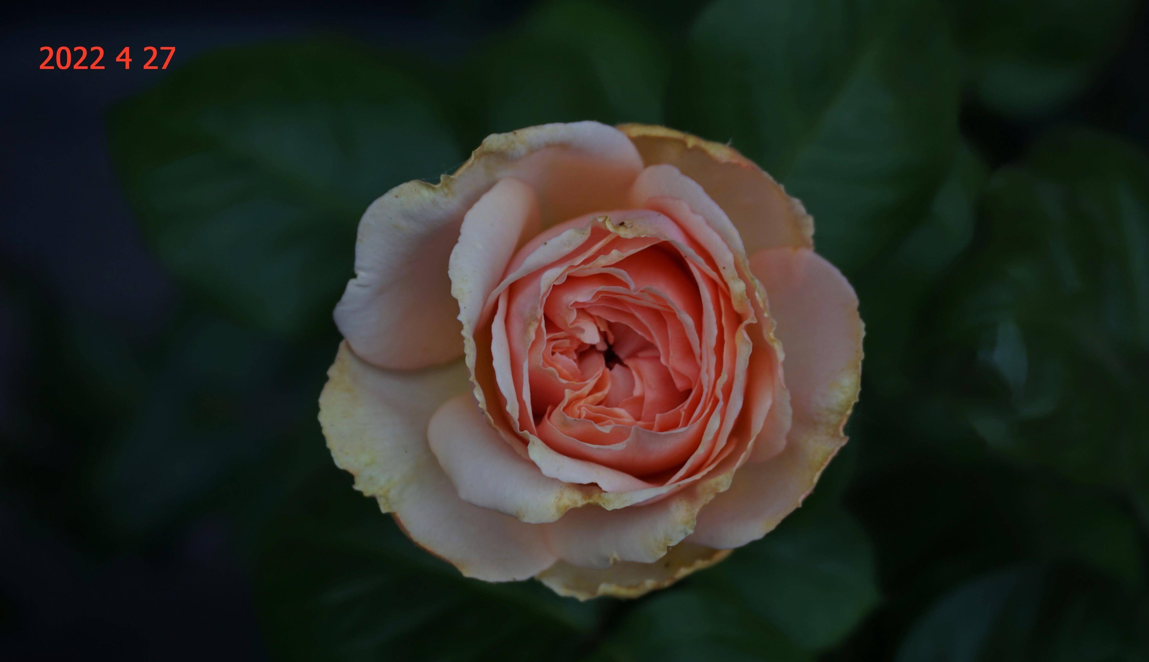 阳台花事(23):月季圣塞西莉亚(st. cecilia )篇_时尚_花瓣_花色