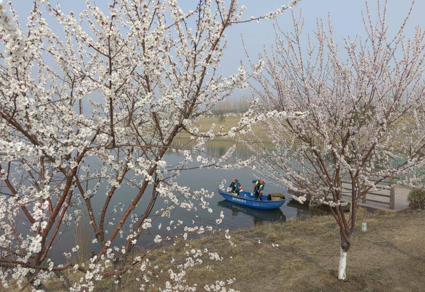 晋阳湖桃花岛图片