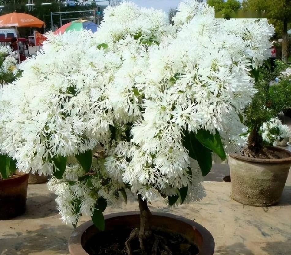 流苏花（流苏花花期） 第4张