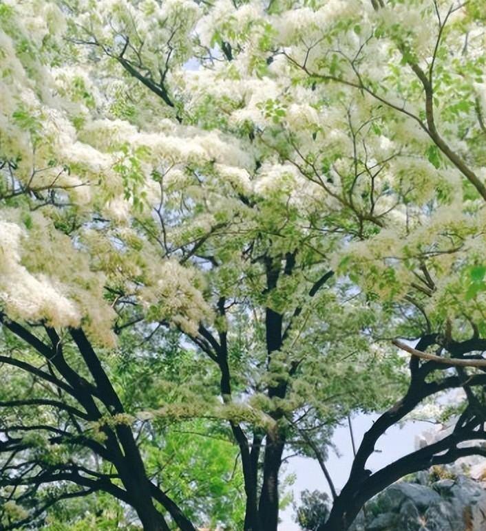 流苏花（流苏花花期） 第5张