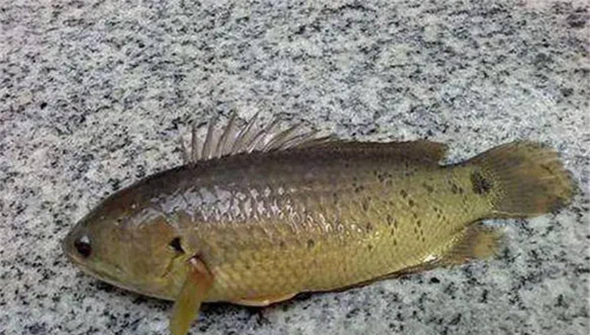 能翻山还能爬树的过山鲫,颠覆你的认知,为何它们离开水还能活?