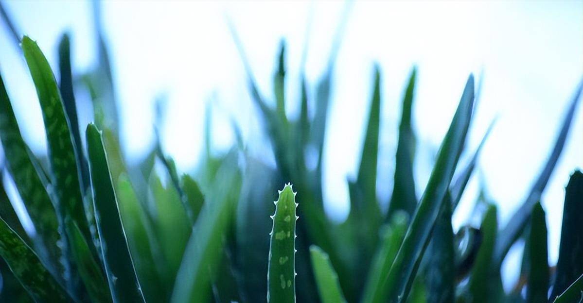 室内适合养的18种植物（室内适合养的18种植物图片） 第10张