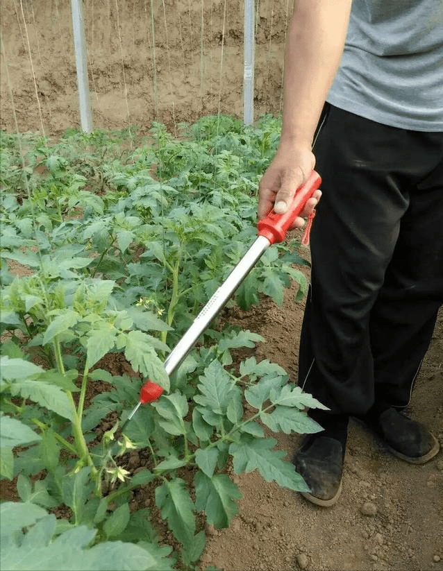 保护地栽培的西红柿,如何进行人工授粉?_浓度_花序_畸形