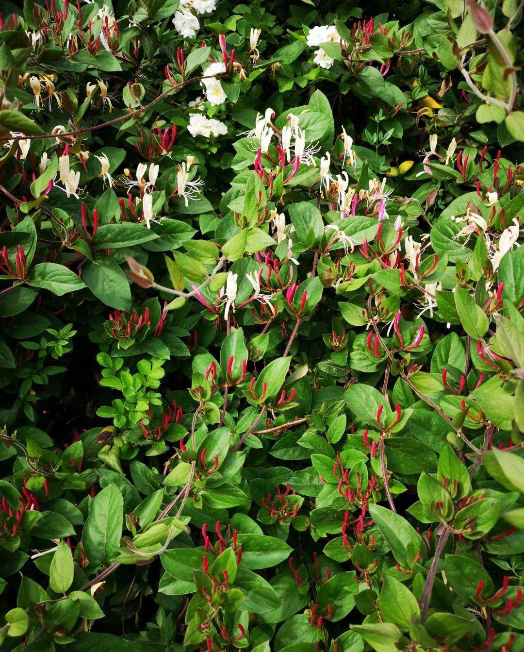 金银花:春夏开花频繁,清香,入冬叶紫红,是色香兼备的藤本植物_花冠