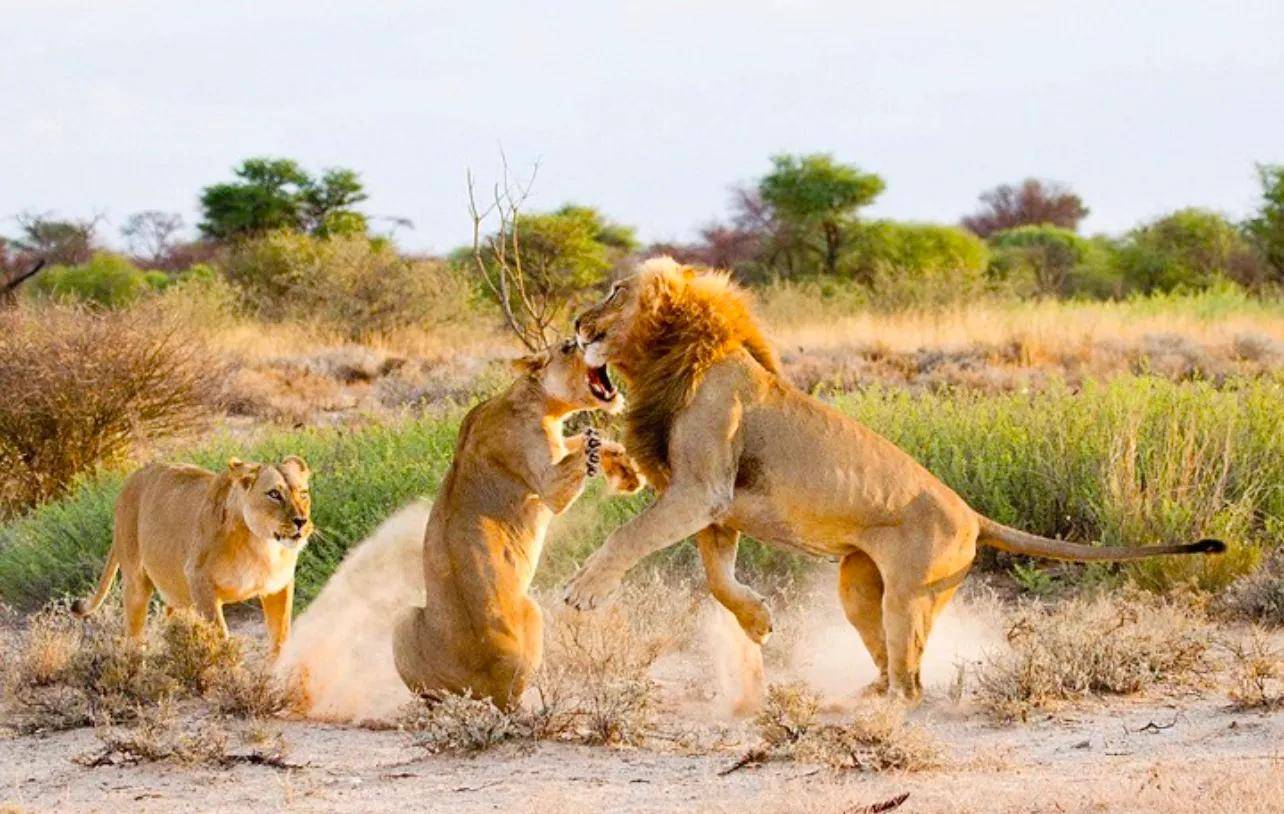 过河拆桥的狮子?为啥雄狮与雌狮交配后,雌狮会对雄狮大发雷霆?