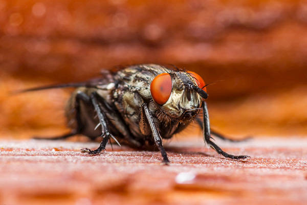 家里出现苍蝇,为什么要及时消灭,其危害有哪些?