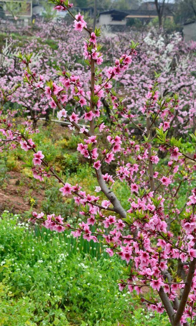 龙泉桃花开了!本周进入最佳观赏期!6条赏花路线发布