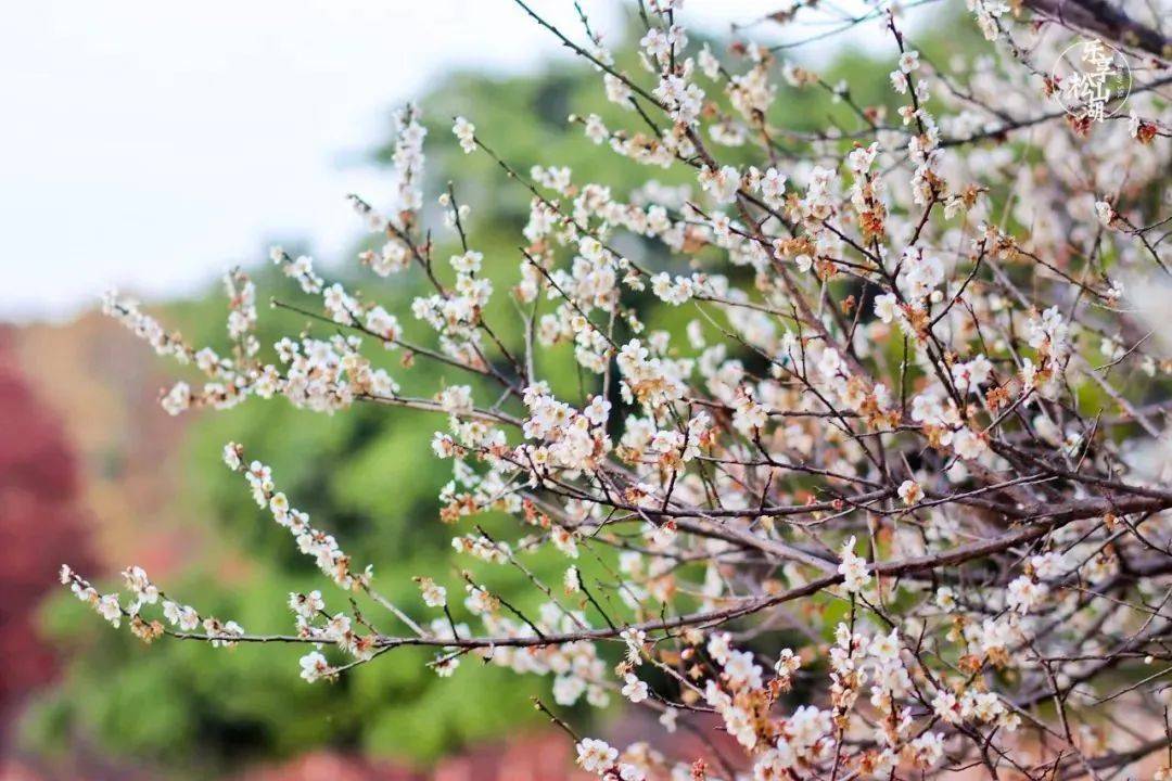 原創詩朗誦《松湖花海》與你共赴