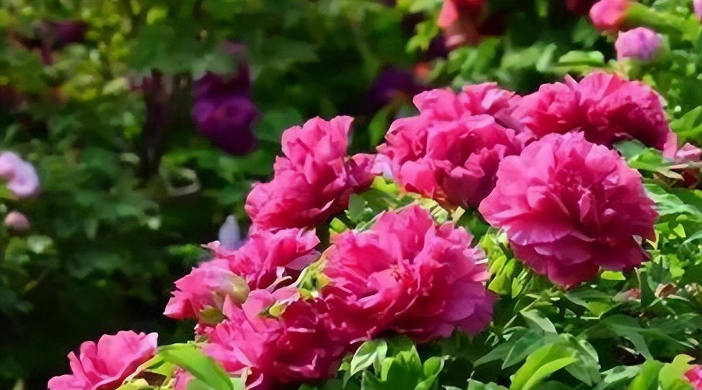 6种"富贵花",有院子种一棵,小苗养成"大花树",越养越值钱_开花_山茶花