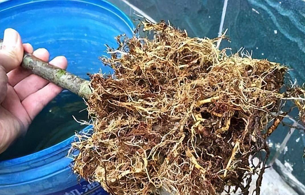 栀子花换盆,有"1步"不能少,做了才可避免黄叶,烂根,开花旺_根系_过程