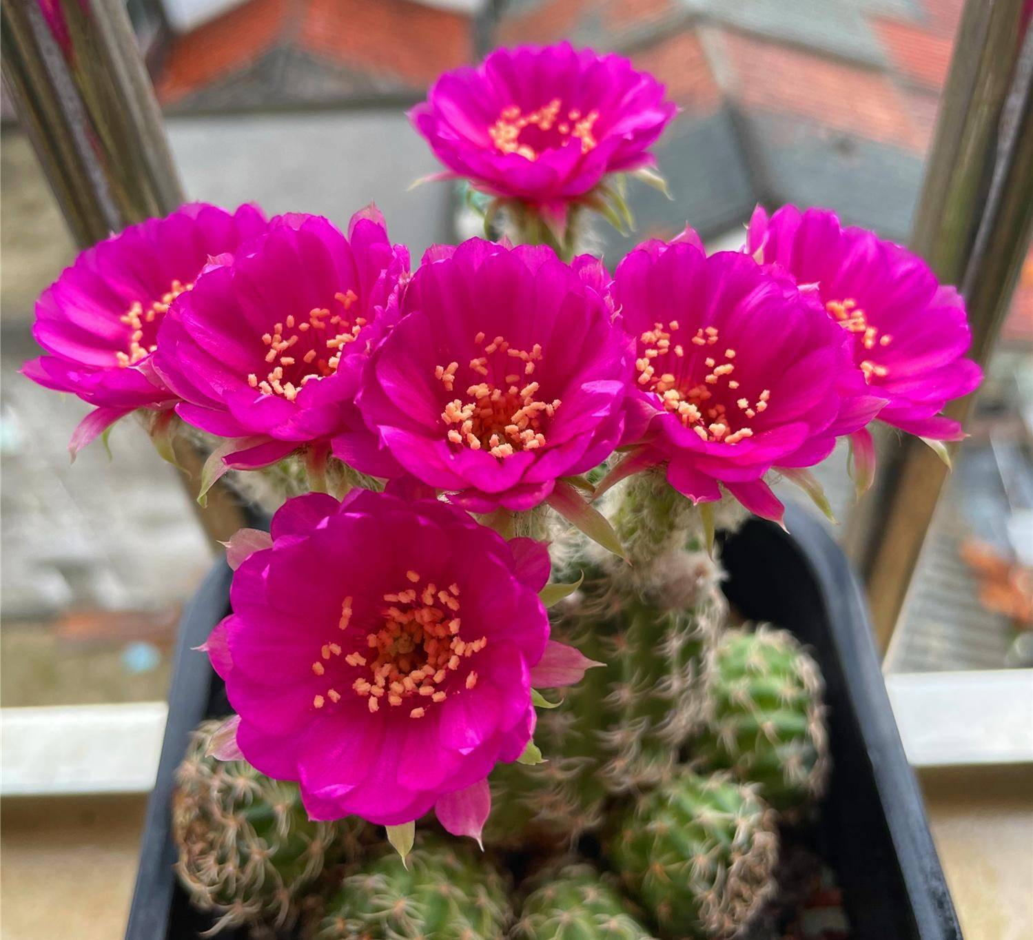 喜欢养仙人球,就选"阳春丸",颜值高,好打理,每年开花好多次_品种_球体