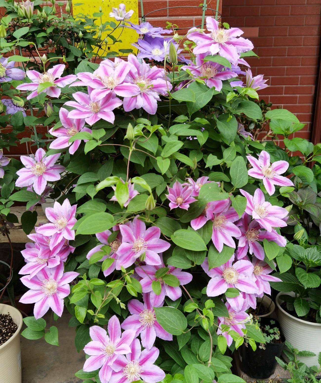 适合新手养的铁线莲—经典,皮实好养,丰花勤花,花朵又大又美_种植