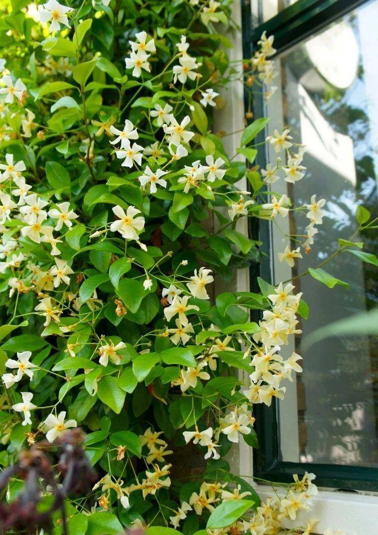 爬墙的"茉莉花",又猛又泼辣,一年窜5米,开花一千朵_风车_植物_品种