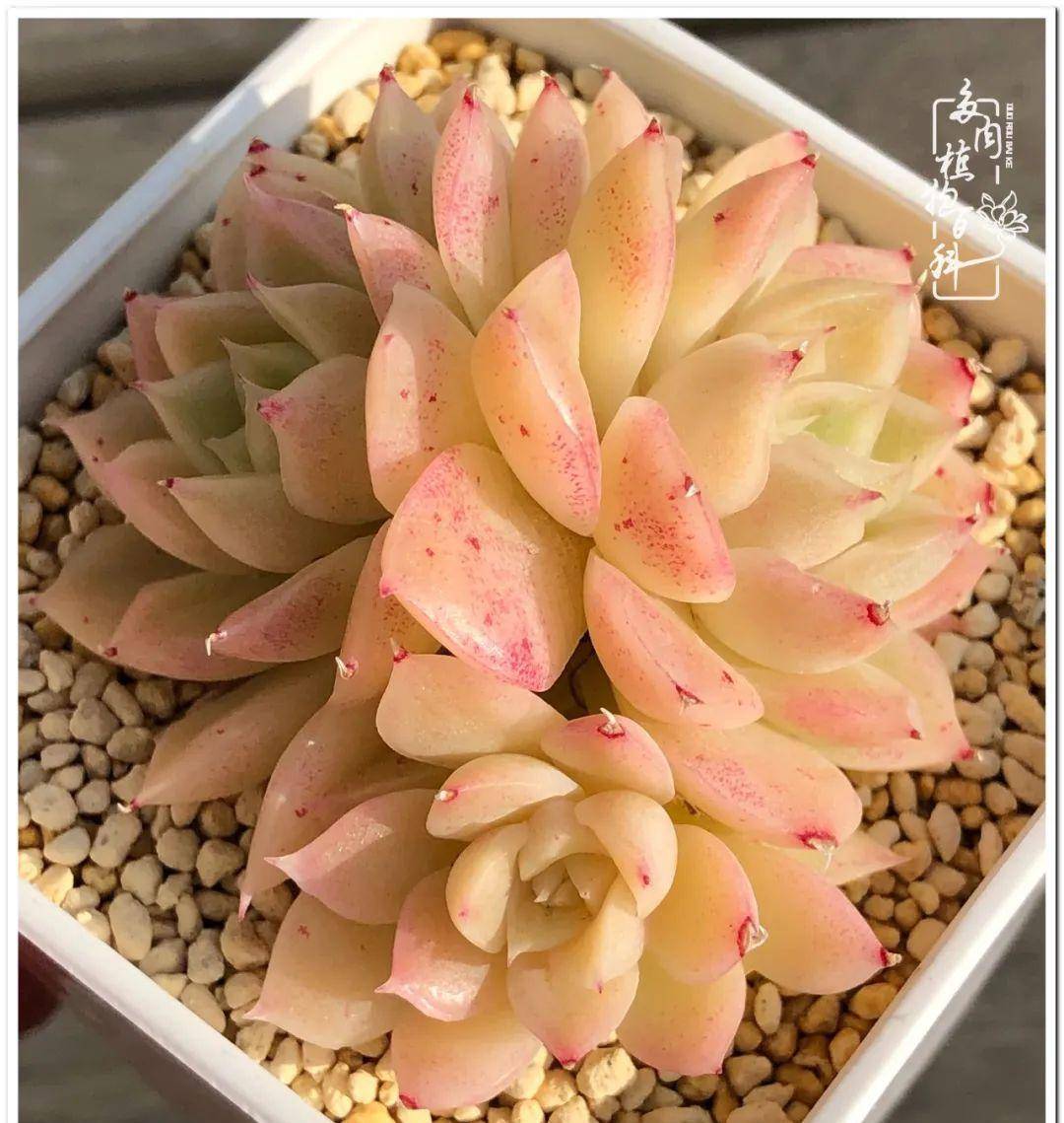 黄金万年草赫拉虹之玉罗宾朱砂痣白月影凝脂莲白月影白月影朱砂痣