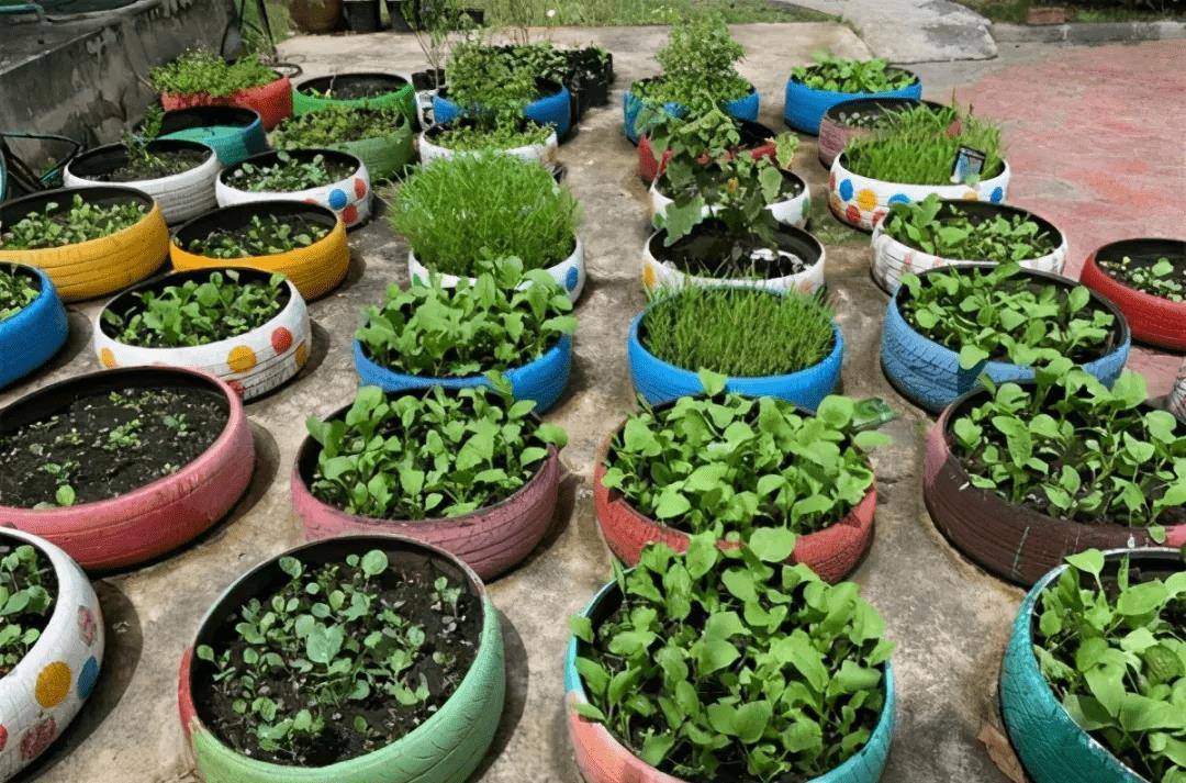 将最底部进行密封,上面多余的轮胎裁掉,放入土种植自己和家人喜欢的