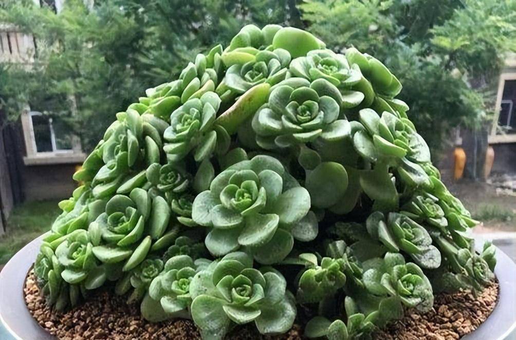 香味很浓的百合莉莉开花了,起初担心会枯伤,看到侧芽安心了很多_丽丽