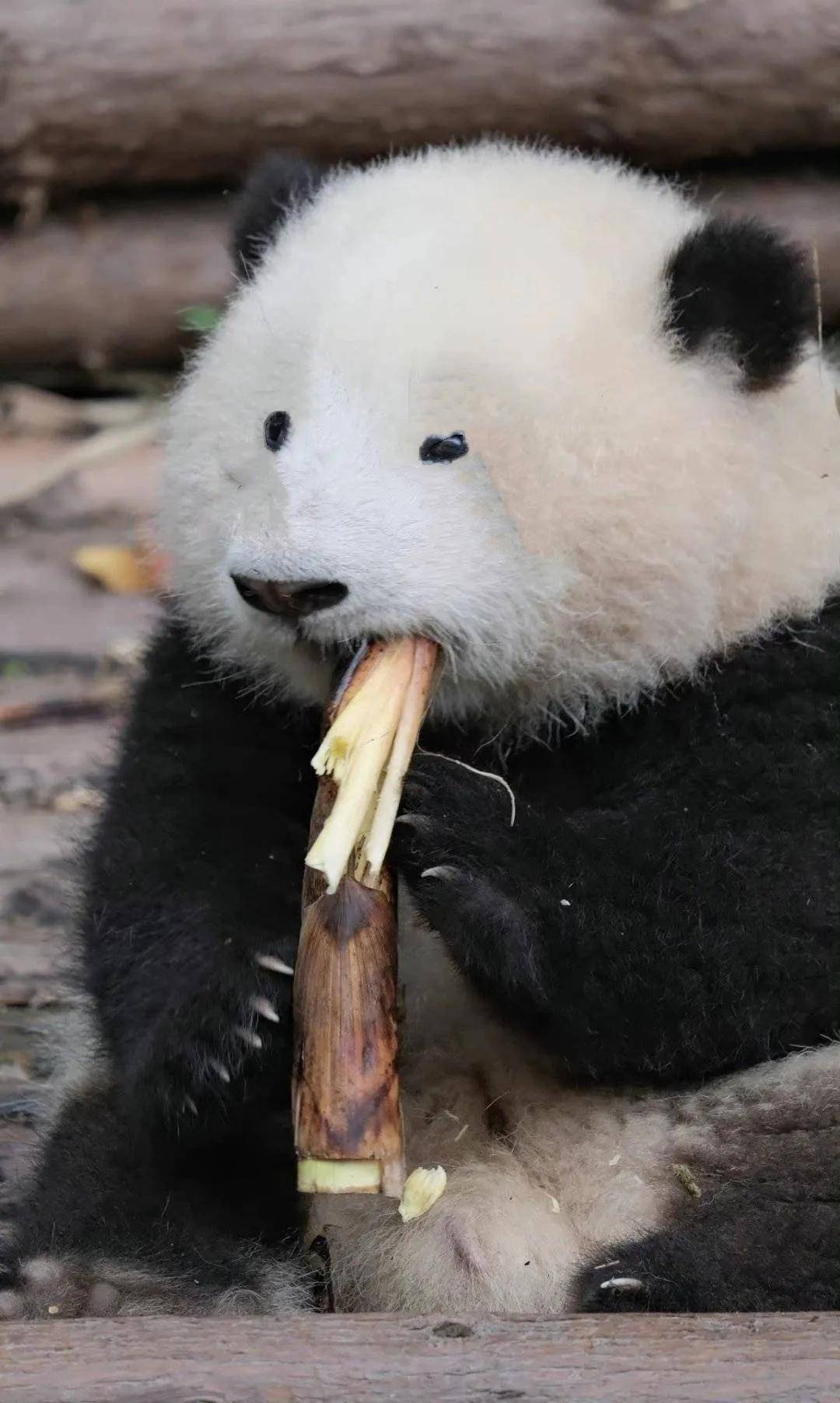 假如大熊猫没有了黑眼圈