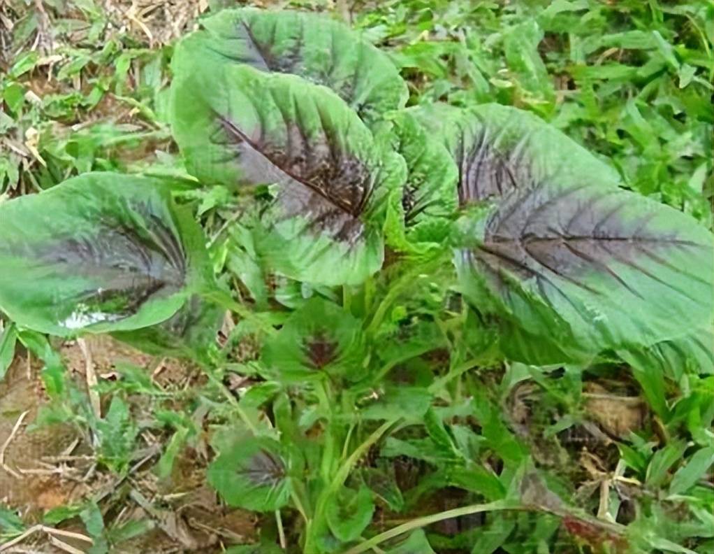 田里叶片泛红的野菜,农村不爱吃,殊不知根部价值高,城里17元一斤_苋菜