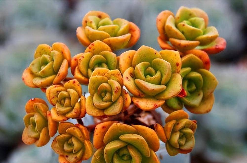 香味很浓的百合莉莉开花了,起初担心会枯伤,看到侧芽安心了很多_丽丽