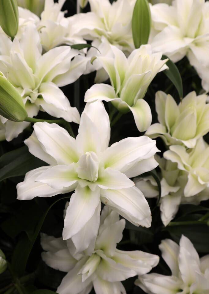 深春浅夏,各路春花各自开了一工具,谢了蔷薇,落了芍药_月季_百合花