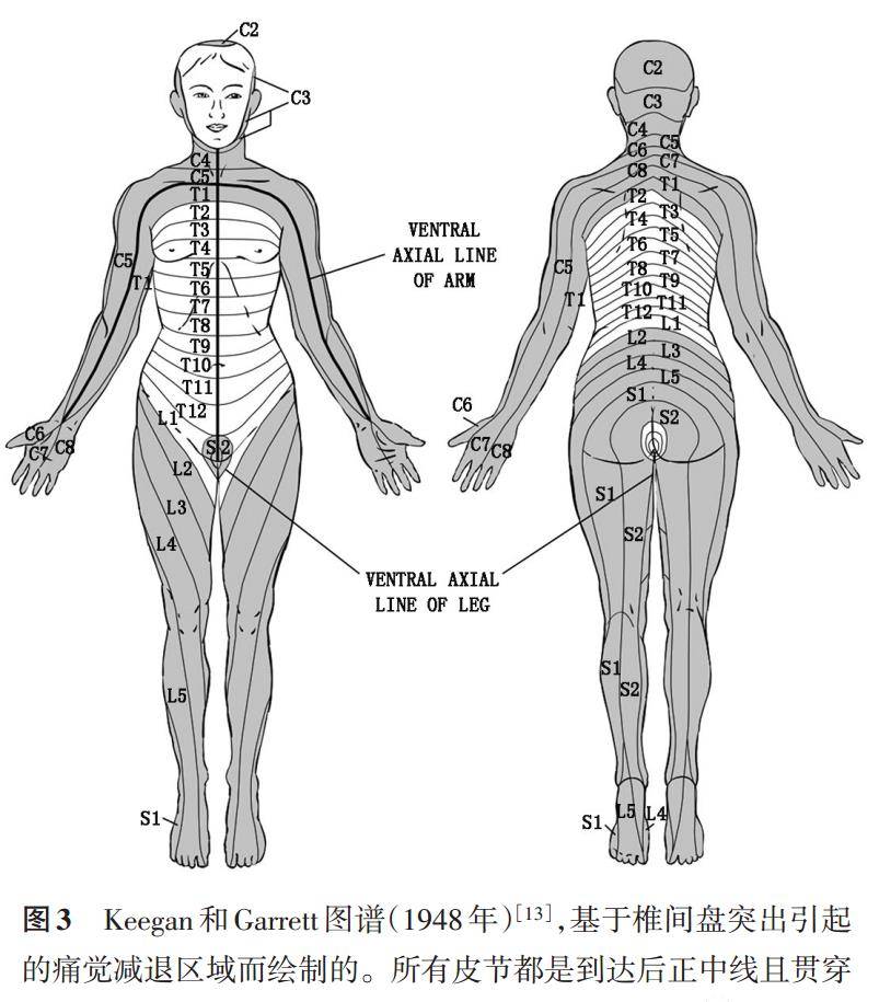 皮节图谱 (dermatome map)_研究_教科书_神经