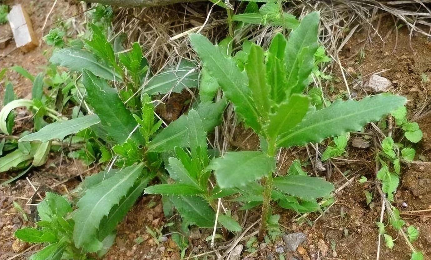 它渾身帶刺,卻是極品野菜,春季要多吃,對肝有好處_農村_時候_植物