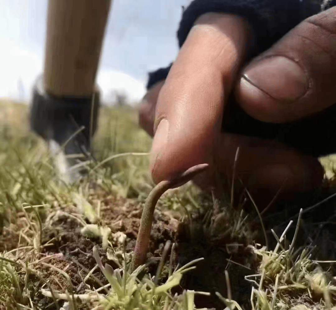 亚香棒虫草的生长环境图片