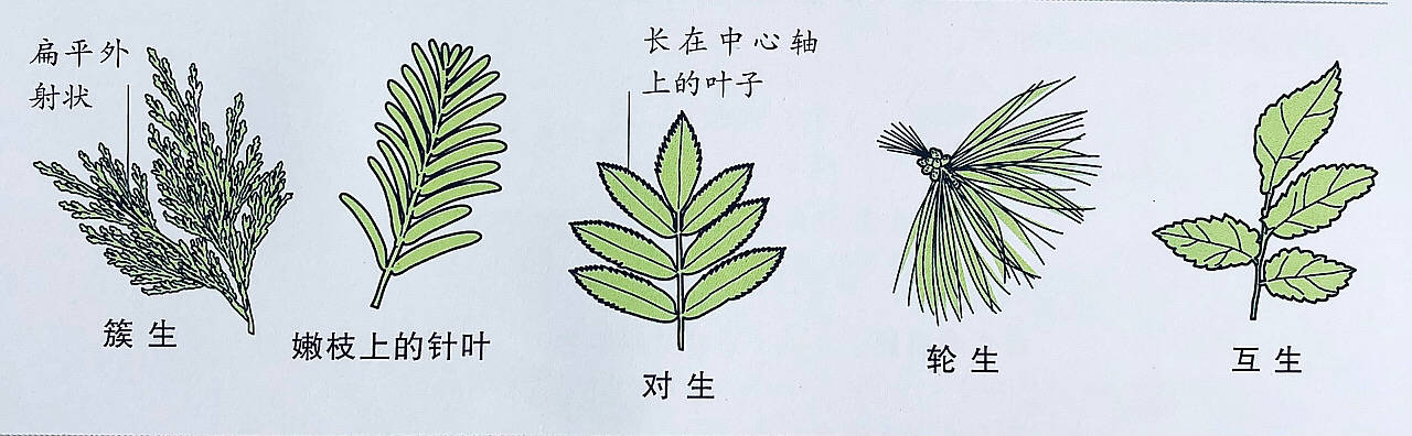 有趣的植物（有趣的植物图片和介绍） 第5张