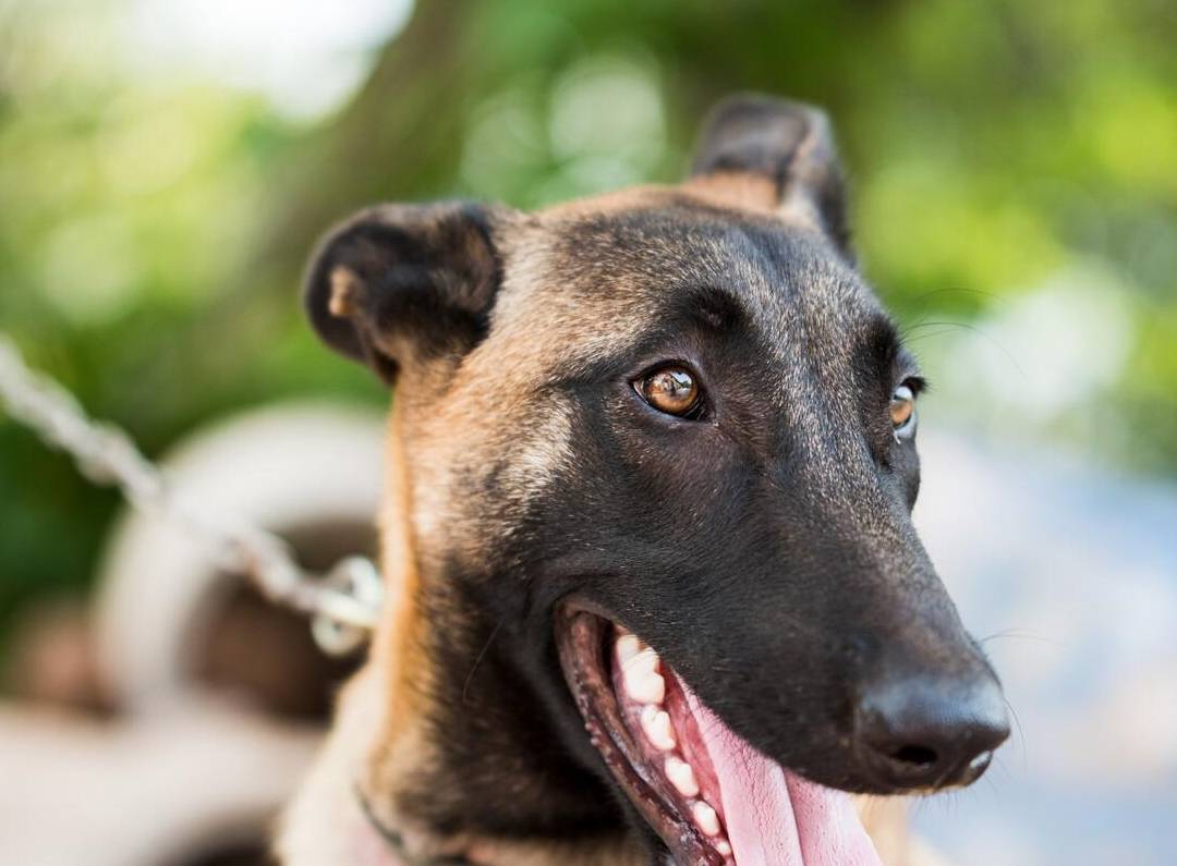 黄色,黑色,枣红和黑红,哪一种马犬最好?_训练_性格_欲望