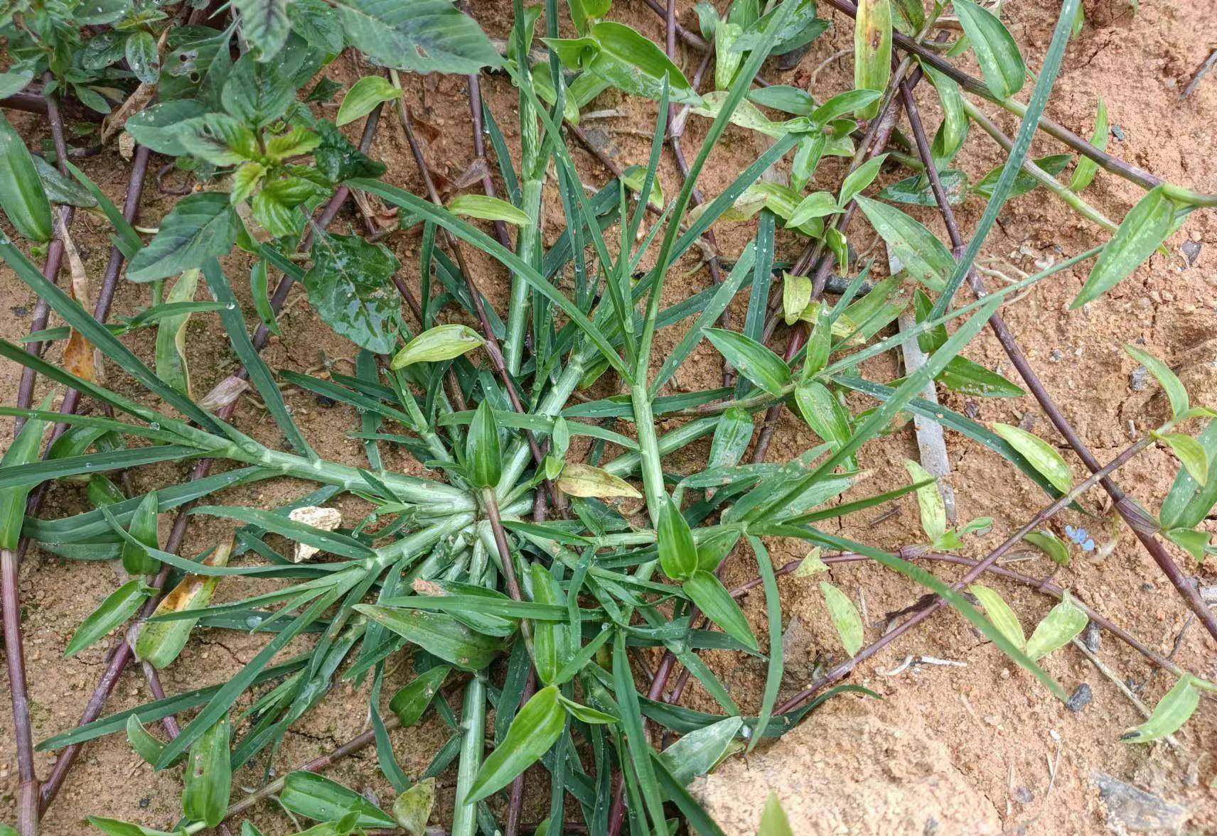 各种治风湿的草药图片图片