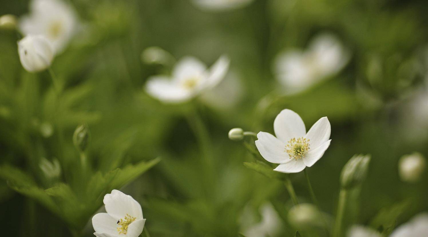 4月底,爱情依旧,有始有终的3个生肖,解开误会,把握相爱的时光_性格