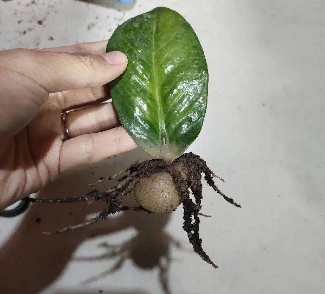 这些花不用买,掉片叶子就生根,满盆都是芽_玉树_叶片_进行