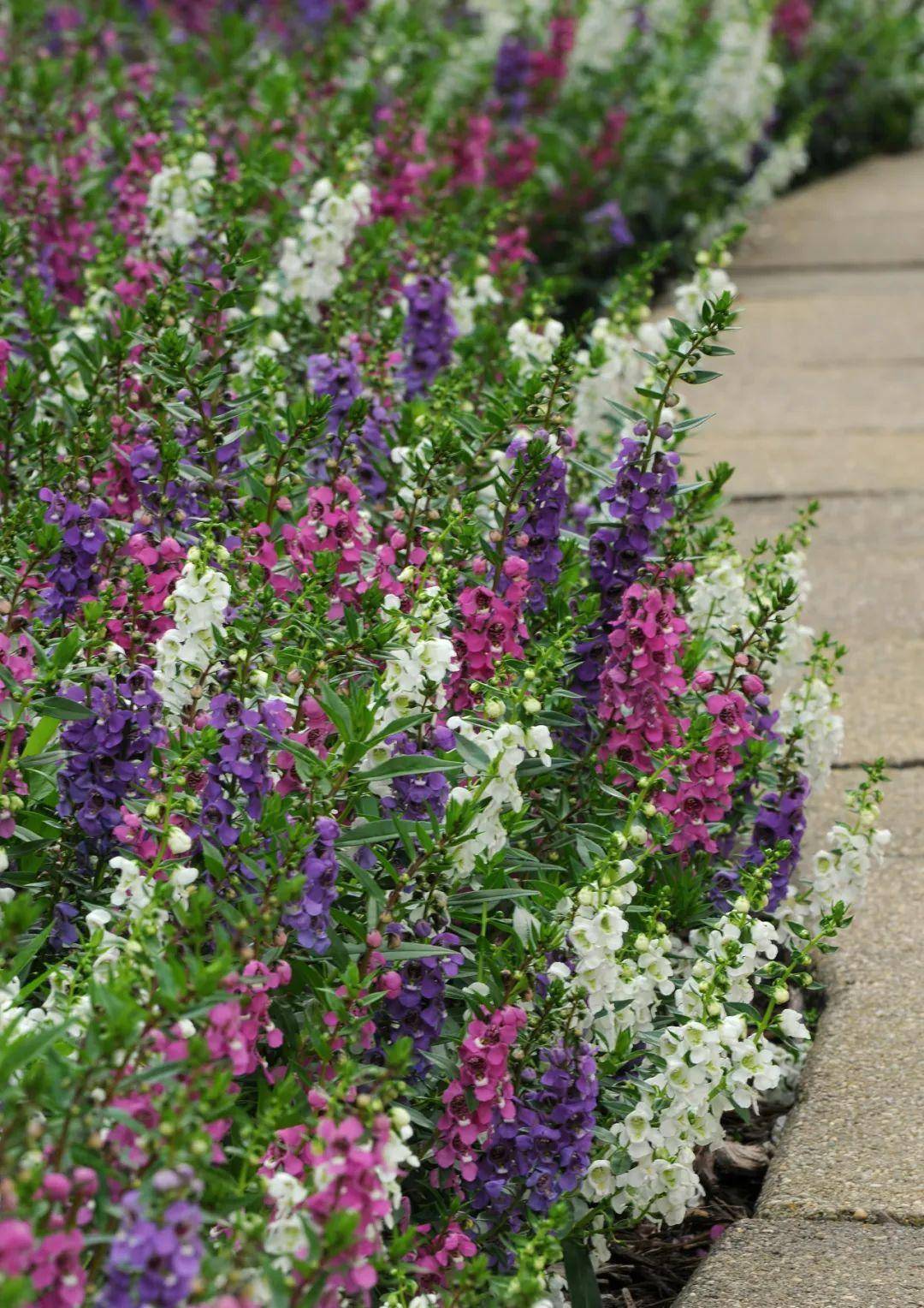 高温依旧爆花不褪色,这个夏天让我们遇见花开不断的香彩雀_植株_环境