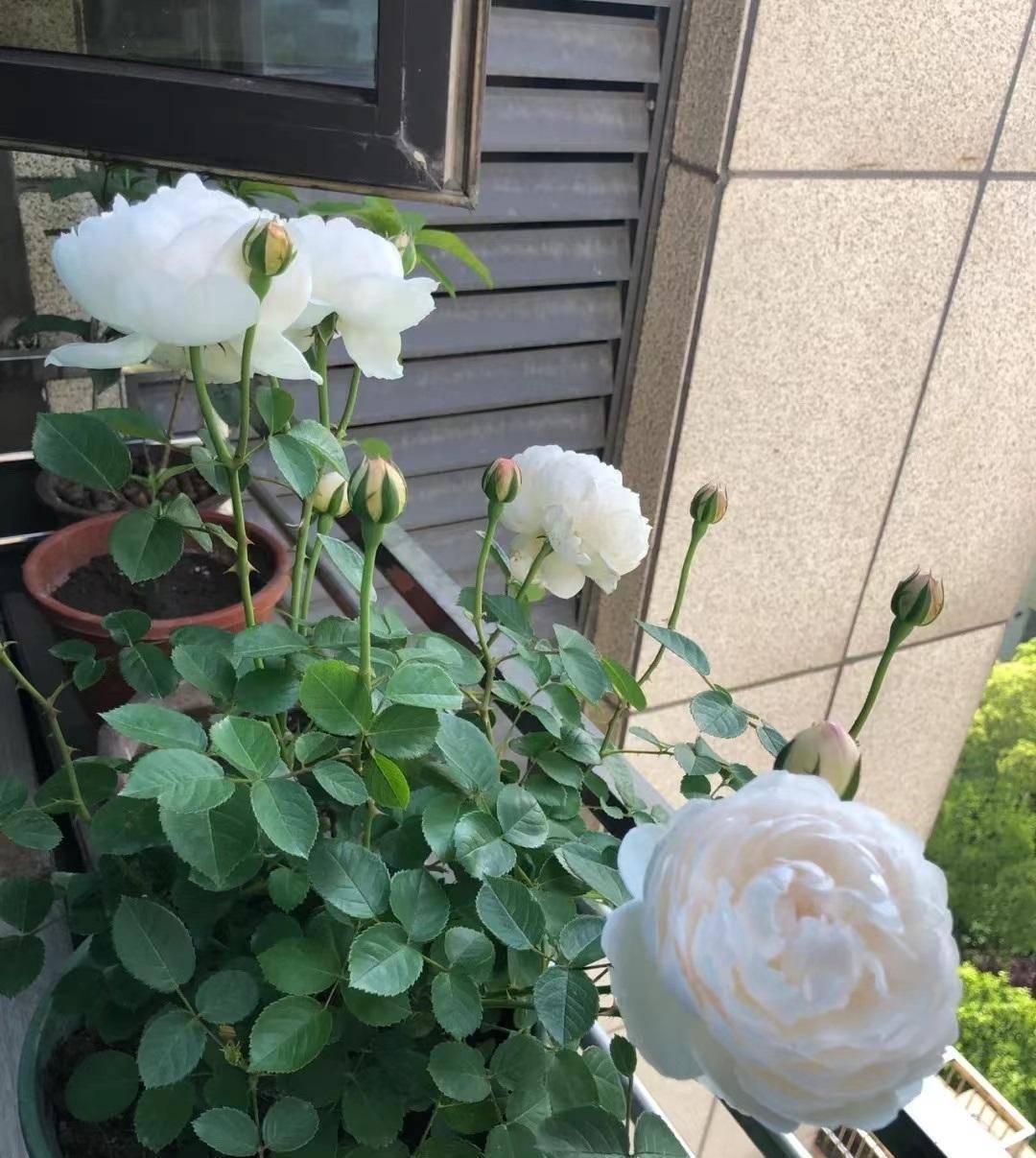耐热月季花—格拉米斯城堡,夏天也爆花,清新美丽,你值得拥有_阳台