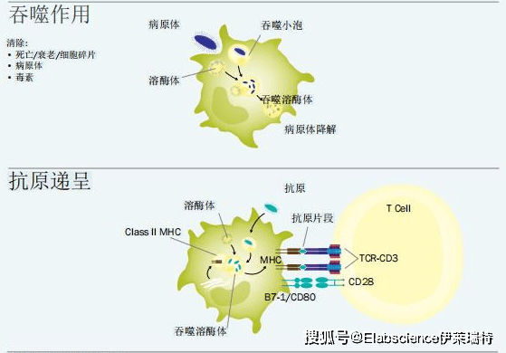 巨噬细胞结构图图片