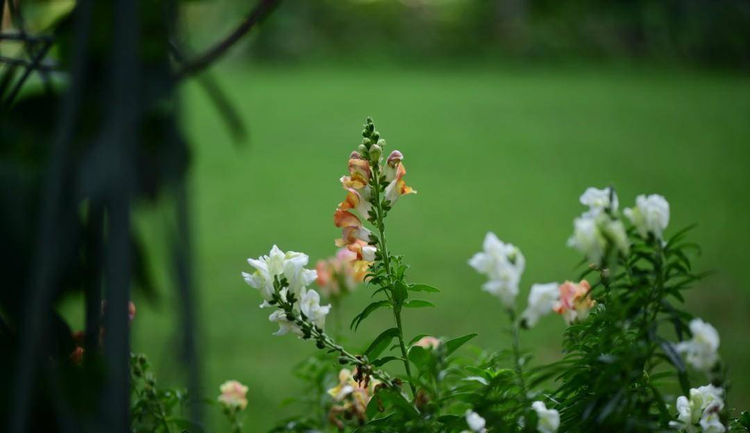 3月开什么花（3月开什么花的季节呢视频教程） 第2张