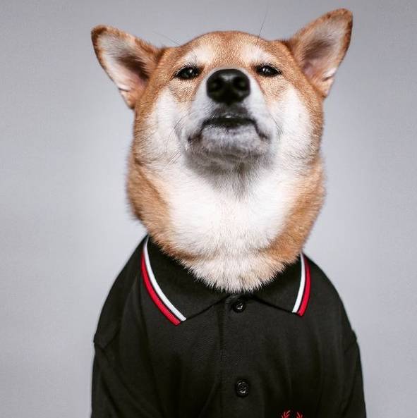 直到看到了它们_狗狗_西装_零食