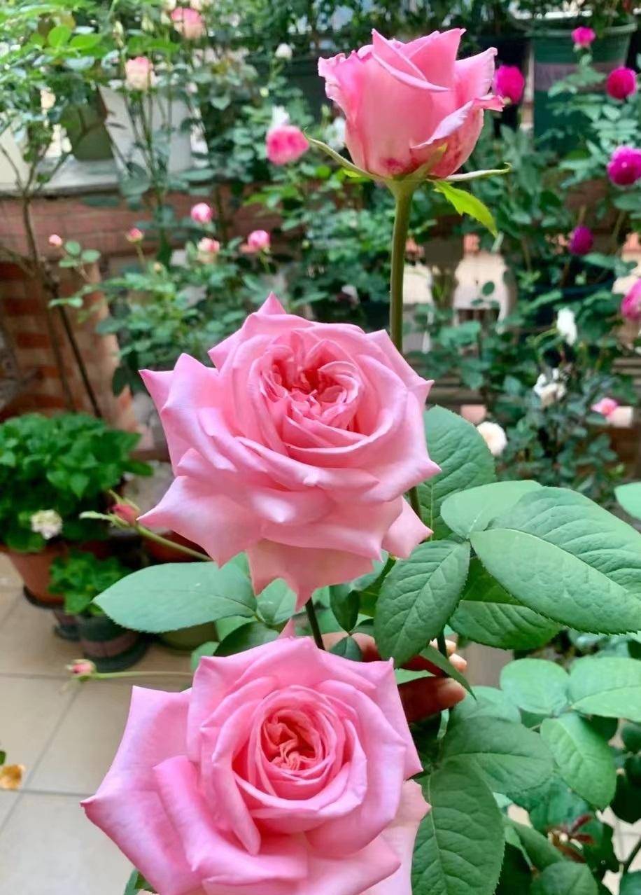 这款月季花本名叫"粉哈娜"(pink ohara),是一款切花月季,专为生产鲜