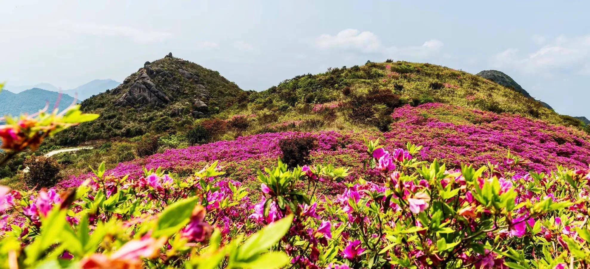 春天,广东潮州凤凰山40万株杜鹃花竞相开放,一幅春景图徐徐展开_天池