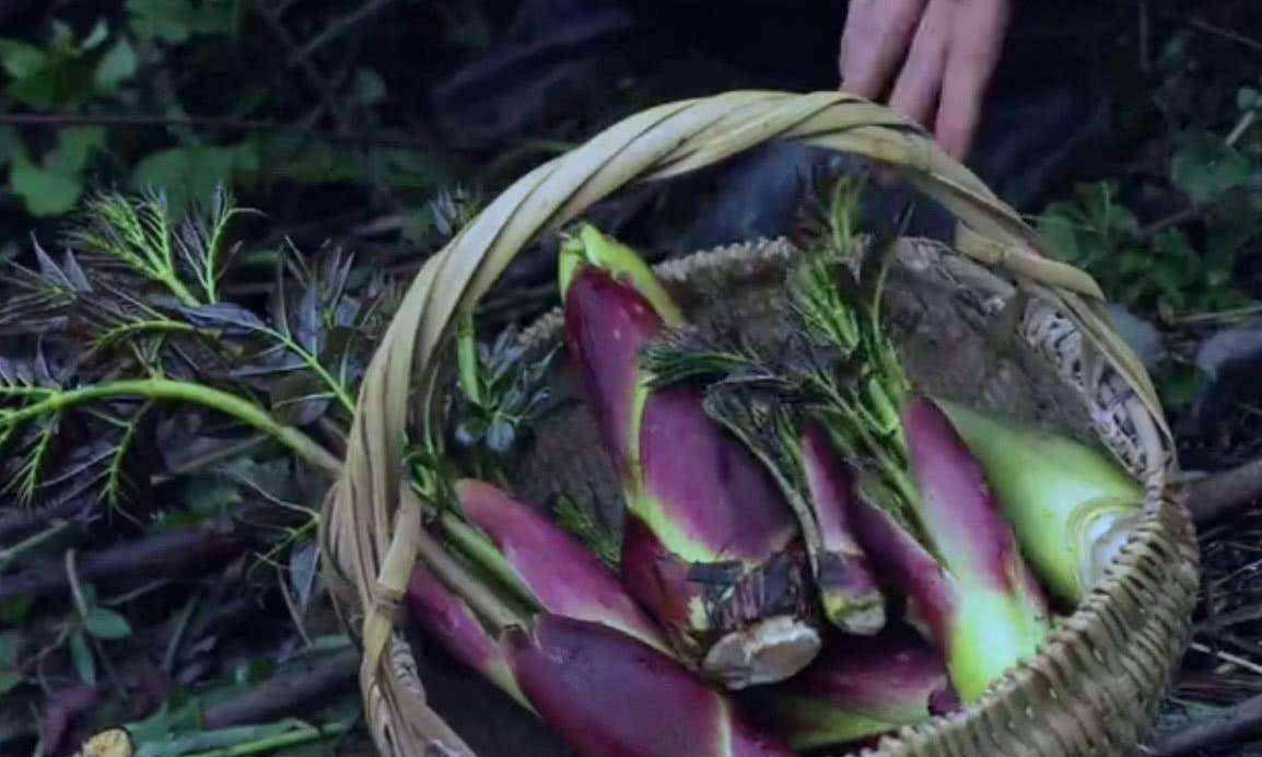 山里被隐没的"刺龙苞",长满荆刺却是少有的美味,遇见了请珍惜_生活