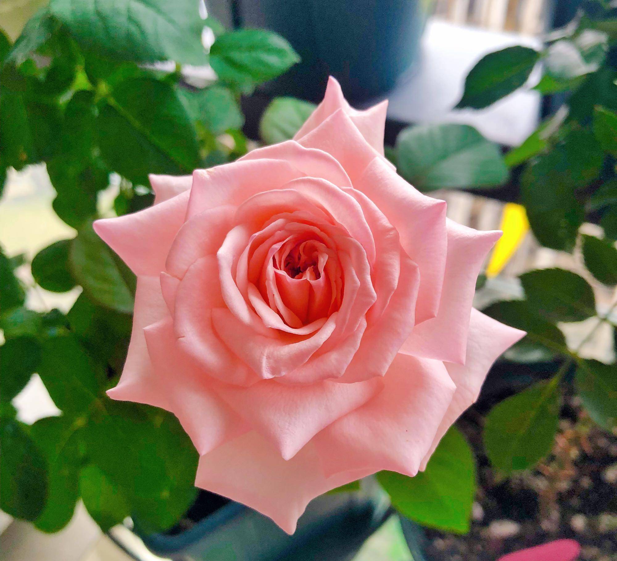 月季花界的"贵族"—粉荔枝,花美香浓,多季花开,你值得拥有_开花_切花_