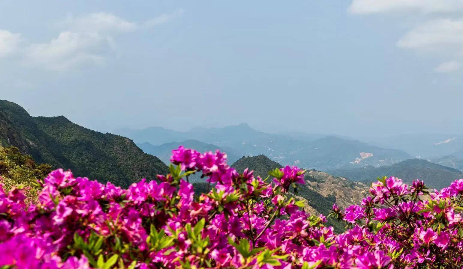 春天,广东潮州凤凰山40万株杜鹃花竞相开放,一幅春景图徐徐展开_天池