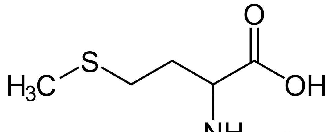 mrna翻譯過程中產生的第一個氨基酸-甲硫氨酸_蛋白質_編碼_生物