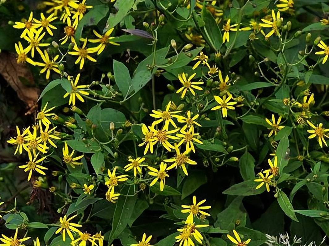 农村称为"千里光"的野草,长相似野菊花,殊不知对眼睛有好处_植株_价值